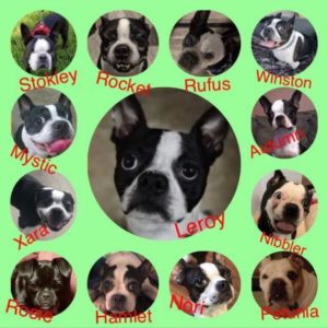 fostering Boston Terriers